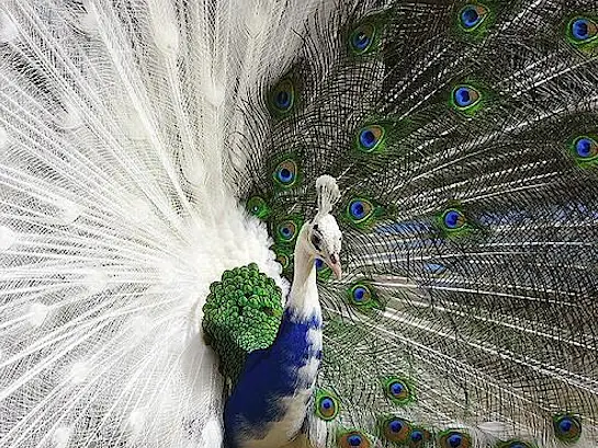 Piebald Panda peacock bird